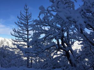 snow ANF