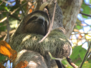 costa rica sloth