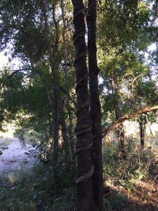 africa tree