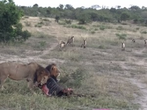 lion kill africa