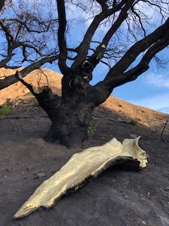 kintsugi trees Tujunga fires